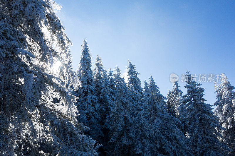 冷杉树与雪对抗太阳