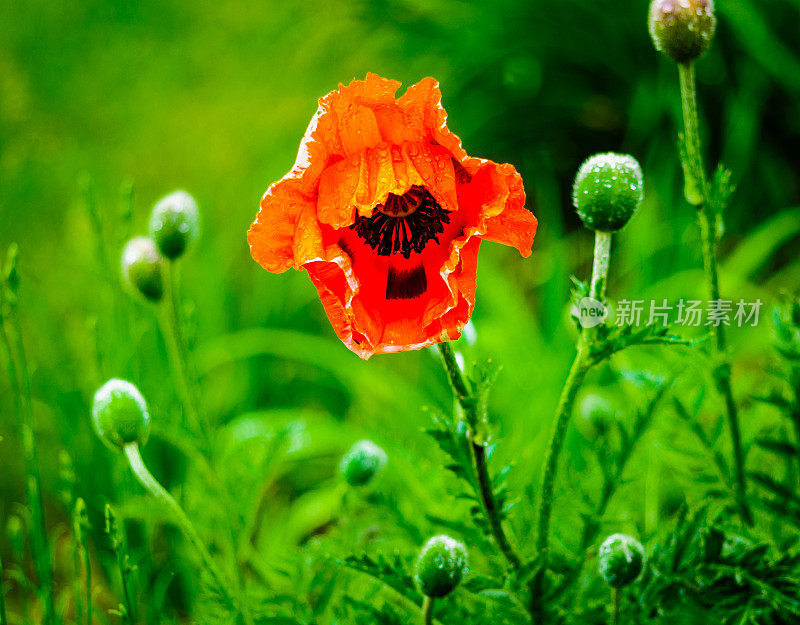 雨中的罂粟