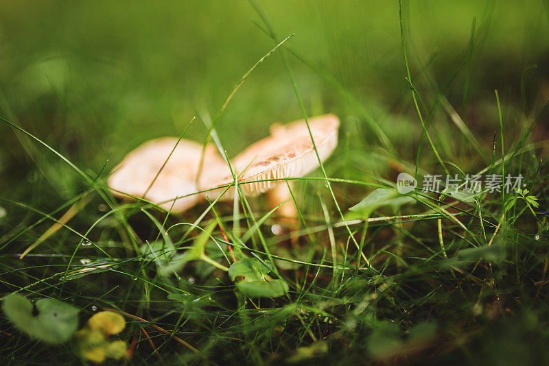 湿地蘑菇