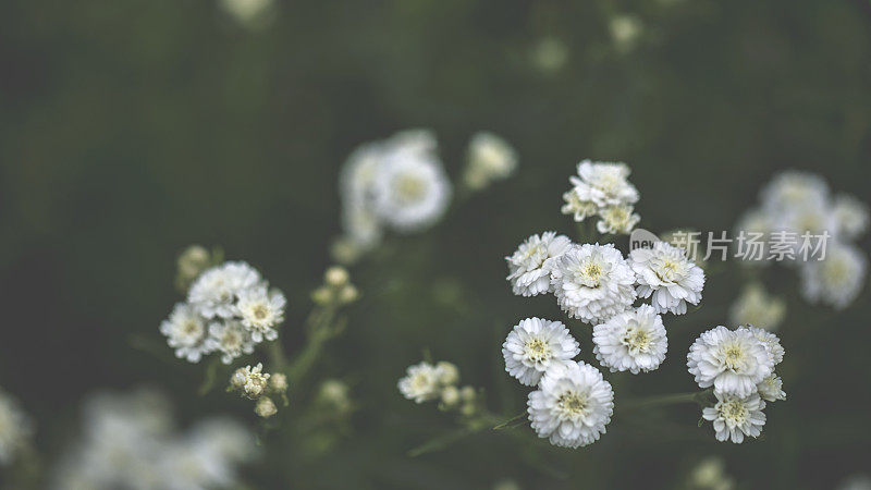 小白花在暗处