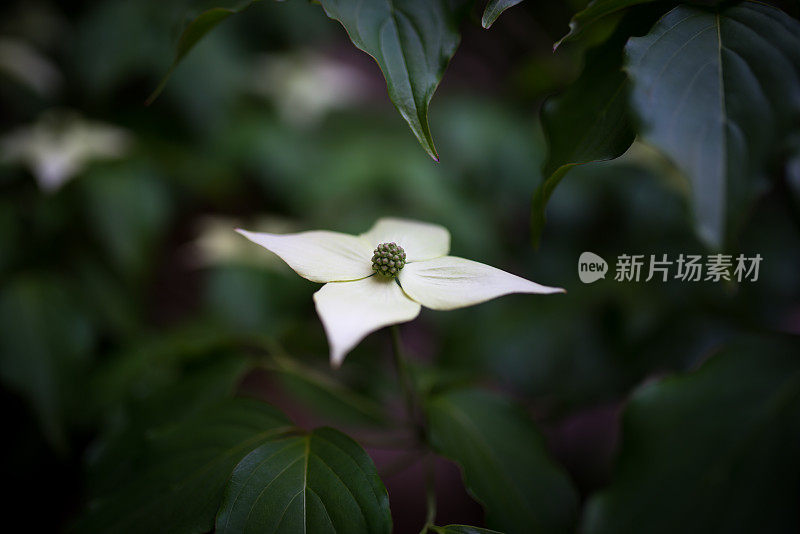 美丽的春天的花朵