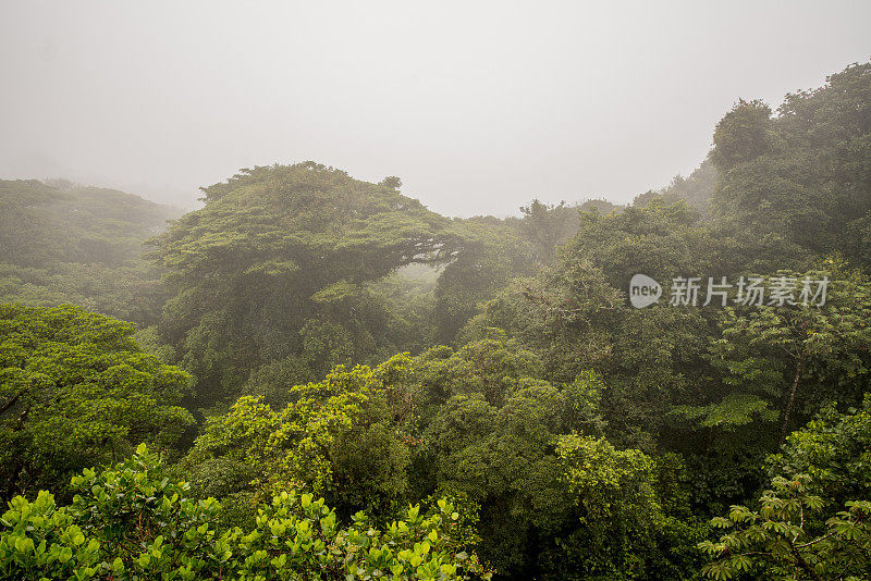 在雾天气山上的树木风景