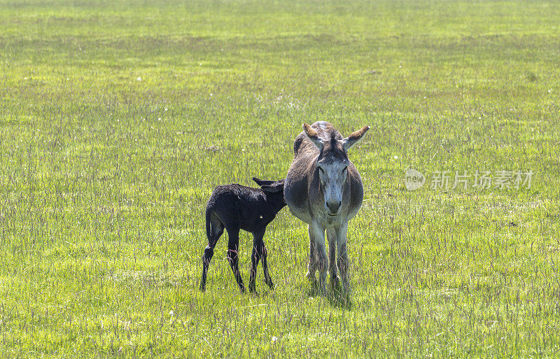 驴妈妈和儿子在草地上