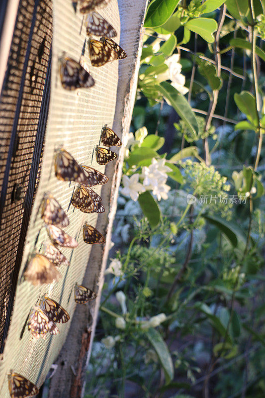 午后的阳光下，在篱笆上迁徙的蝴蝶