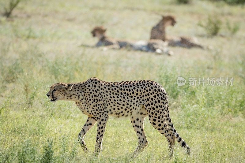 在卡拉加迪的草地上行走的猎豹。