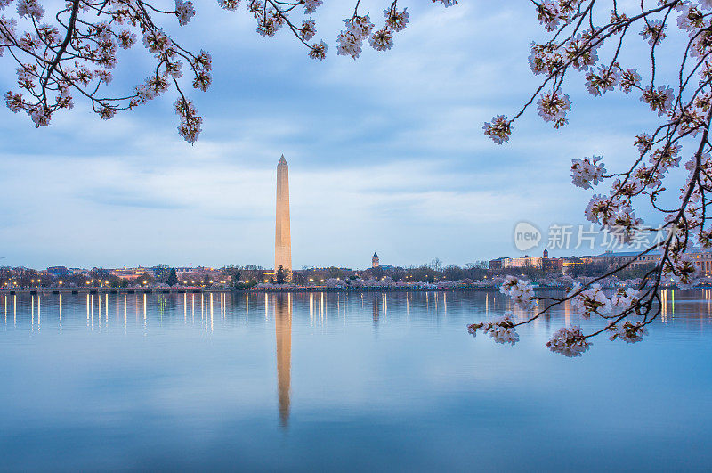 华盛顿特区的樱花