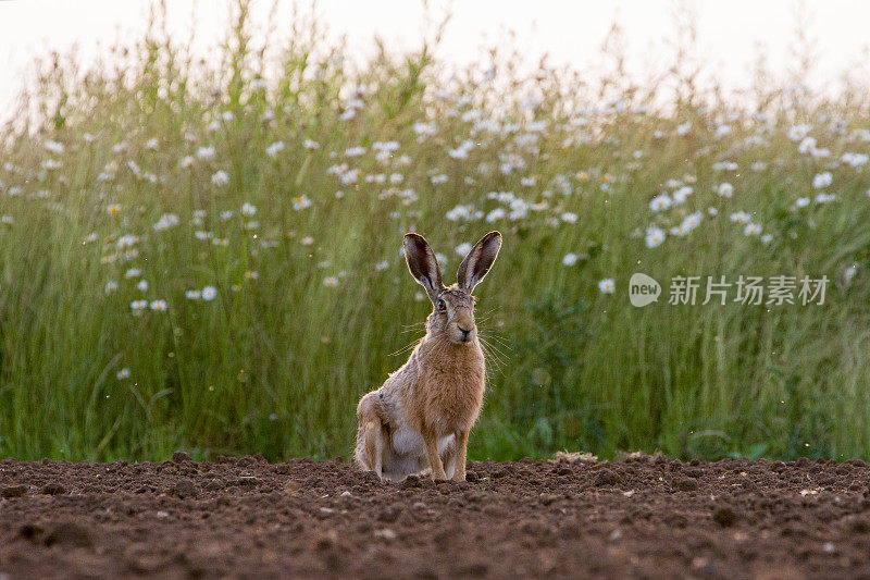 耕过的欧洲棕色野兔(欧洲褐野兔)