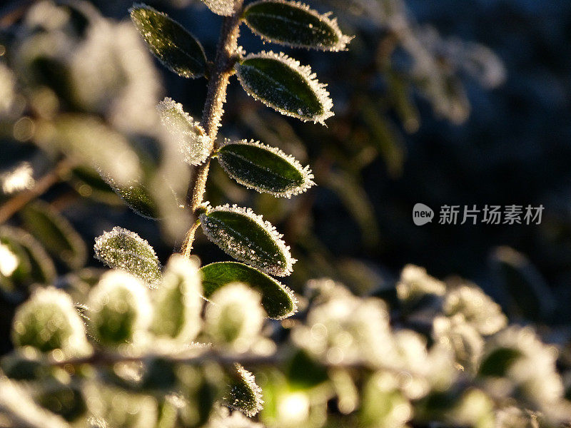 光线透过绿色植物的冰冻叶子照射进来