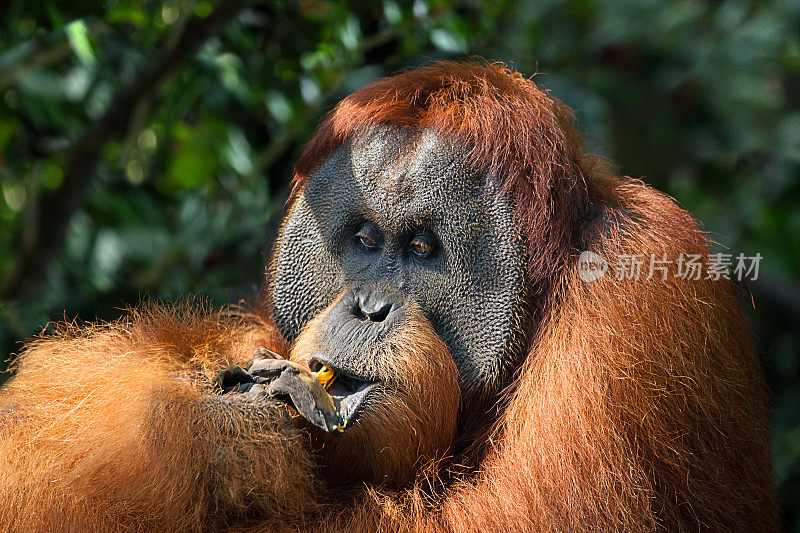苏门答腊岛丛林中最具统治力的雄性猩猩