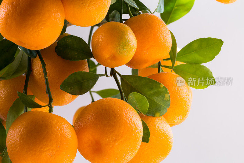 小果柑橘-菖蒲树