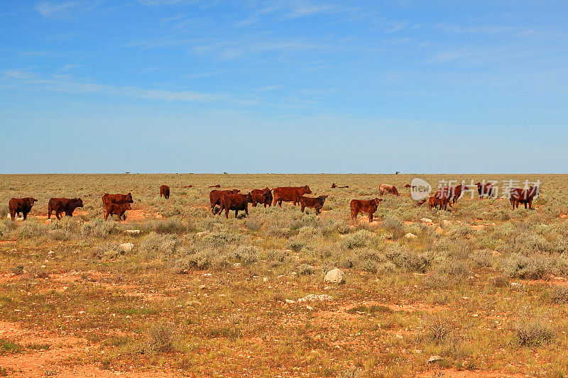澳大利亚偏远地区的牛