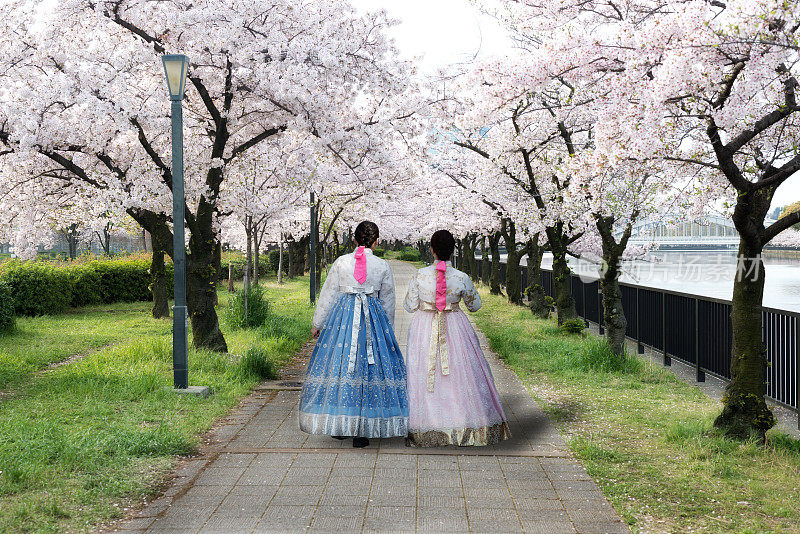 韩国首尔，两名亚洲女子穿着韩国民族服装，在公园和樱花盛开的春天散步。韩国的春天季节。
