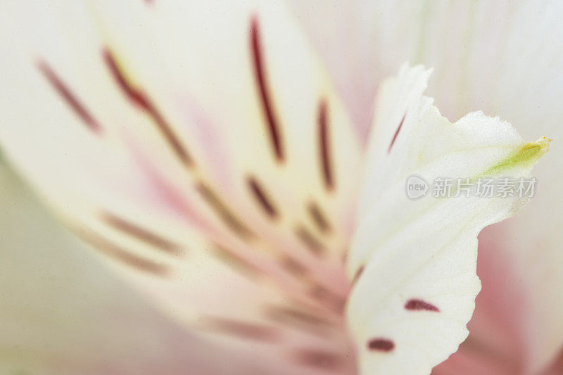 Alstroemeria