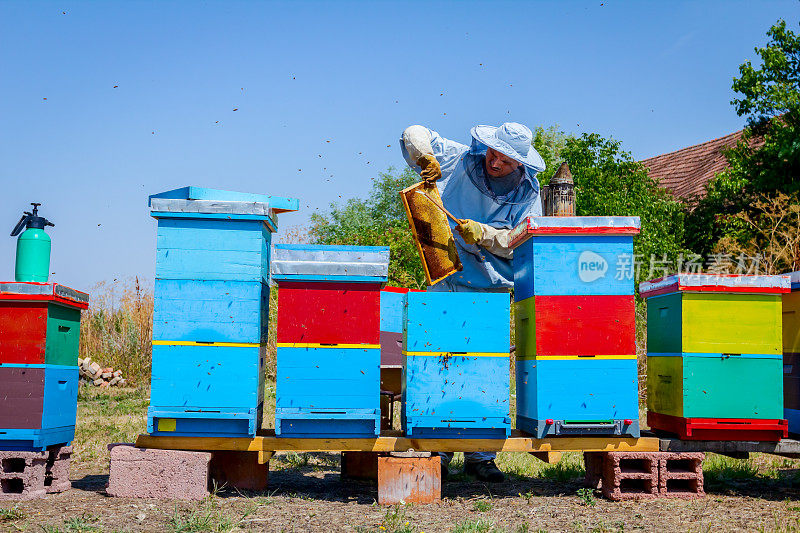 养蜂人正在用猪鬃驱赶蜜蜂