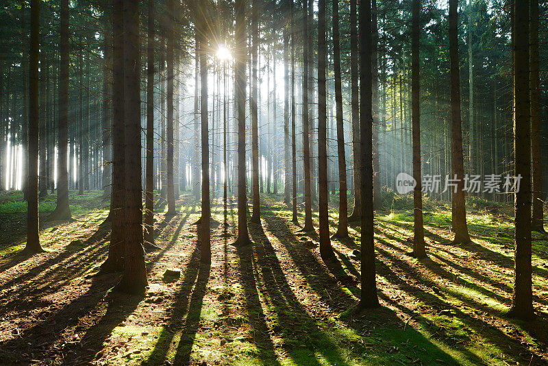 童话般的云杉森林，阳光透过晨雾