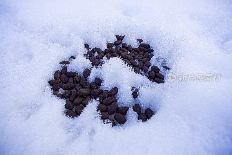 麋鹿在雪的细节