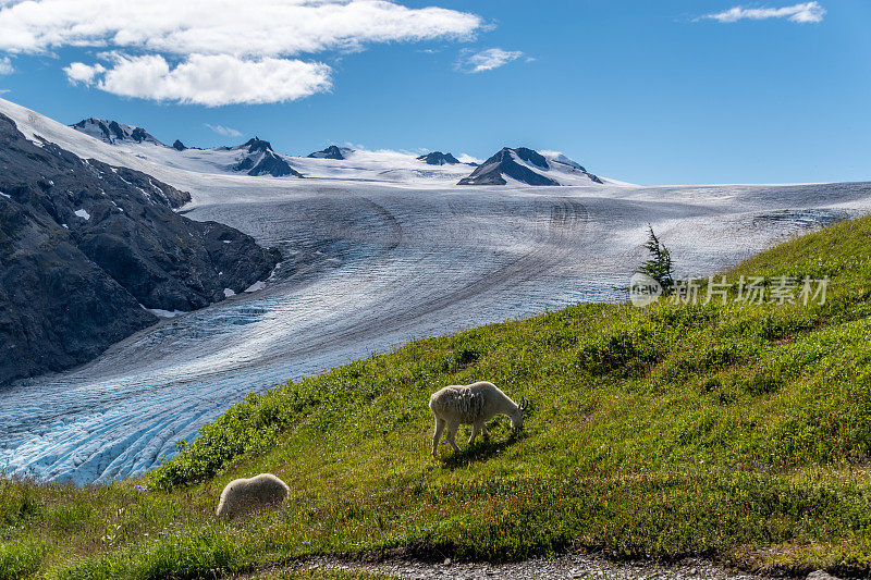 阿拉斯加的高山山羊和冰川