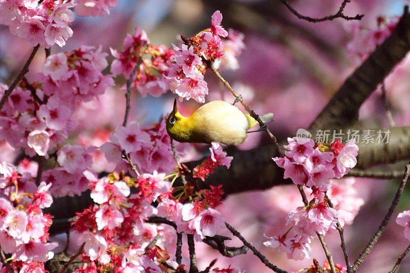 樱花和日本白眼