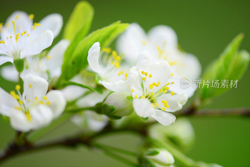 春天的花朵