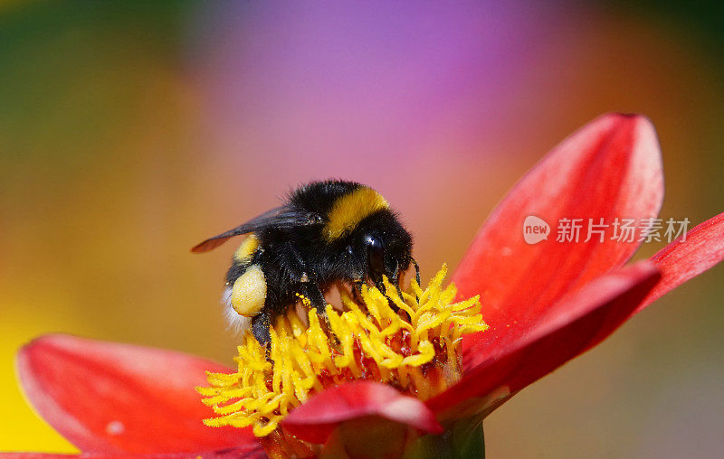 大黄蜂在大丽花上