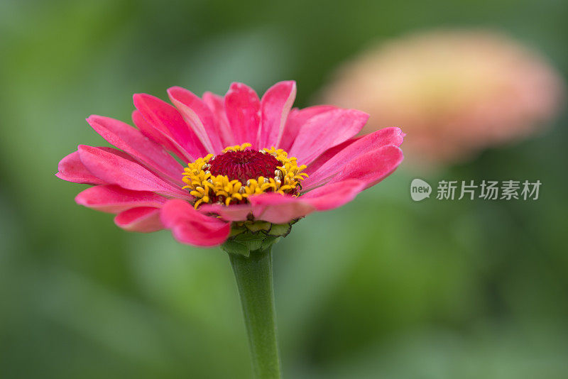 粉红色开花植物特写镜头