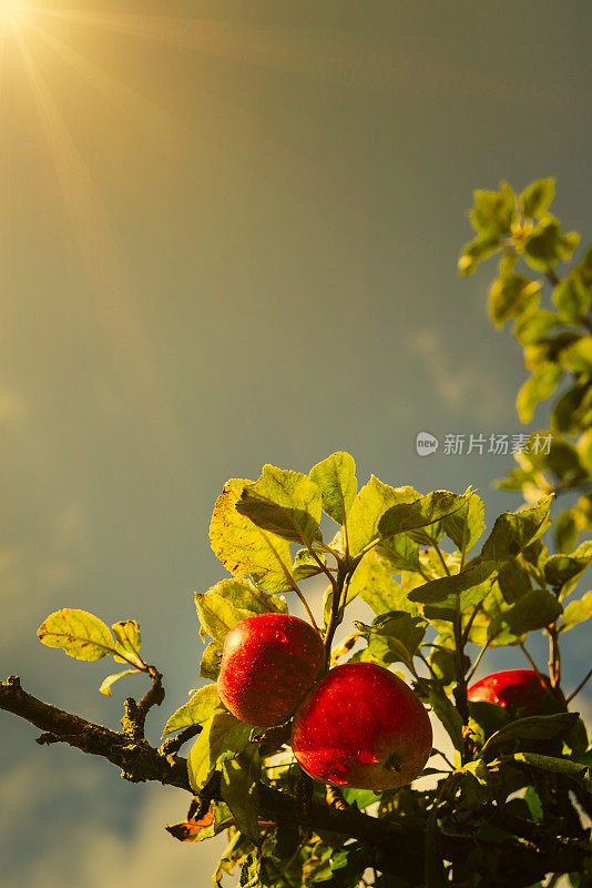 自然的苹果