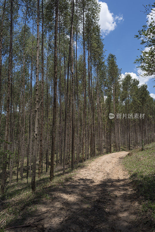 泥土路穿过桉树林