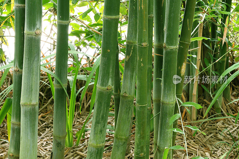 青竹茎在竹林中，以自然的格局为背景。