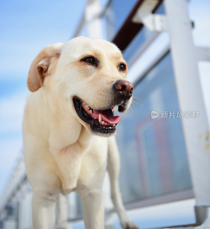 一条船上的拉布拉多寻回犬