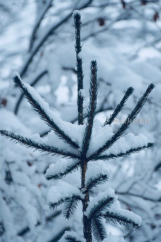 在欧洲阿尔卑斯山脉，冰雪覆盖的冬季景观和森林