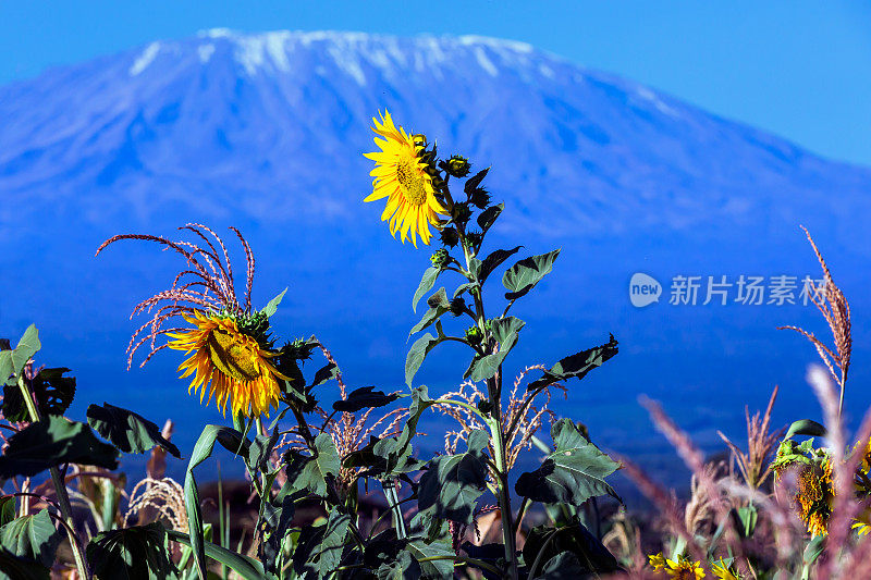 乞力马扎罗山-早晨的太阳花