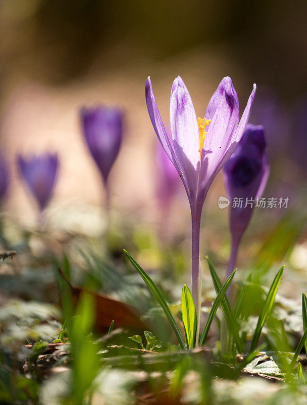 藏红花在春天开花。