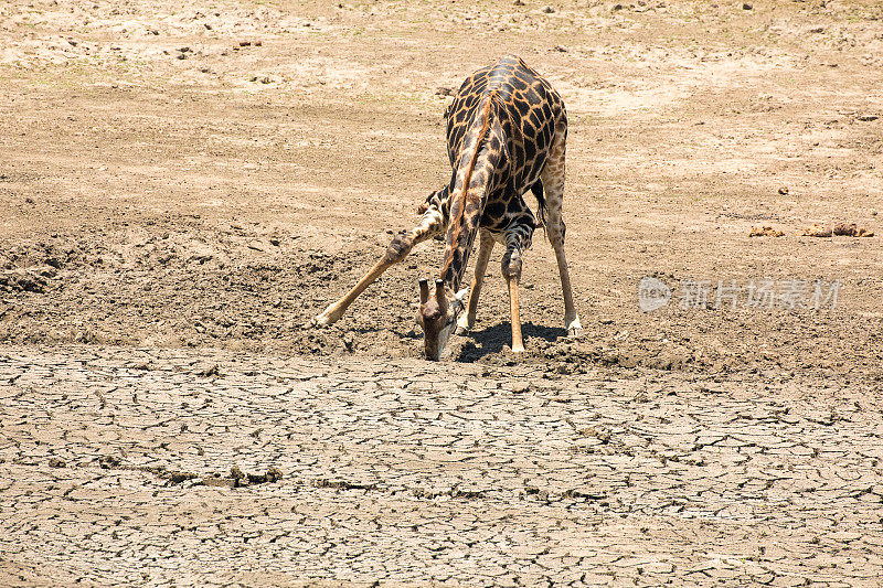 长颈鹿在克鲁格干涸的水坑里