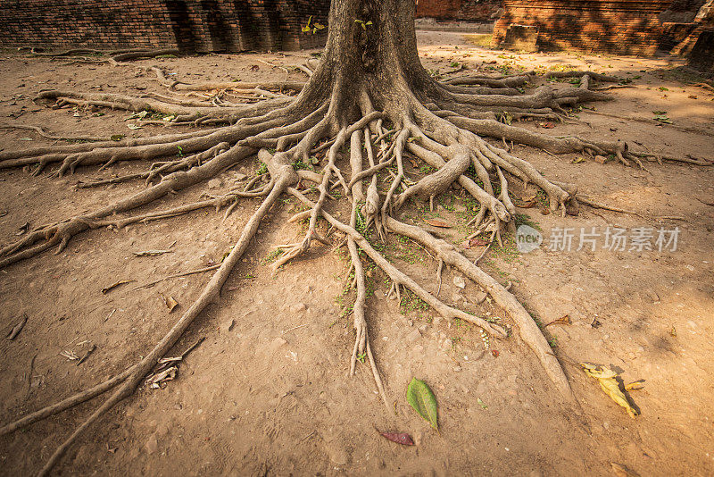 泰国大城府，玛哈塔寺榕树