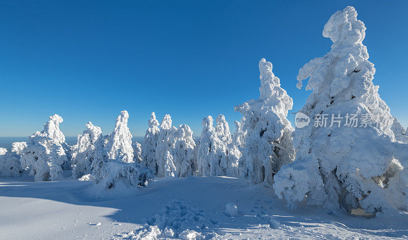 在哈尔茨地区的布罗肯山，阳光下覆盖着白雪皑皑的树木