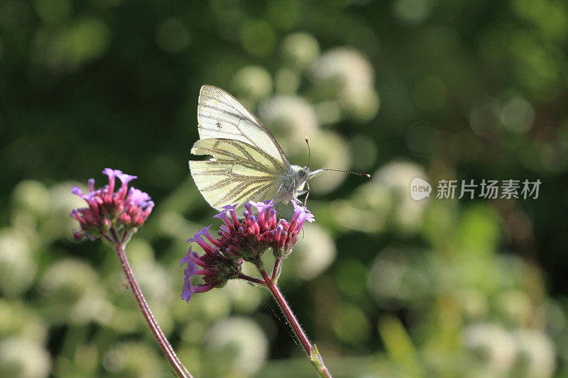 蝴蝶在马鞭草