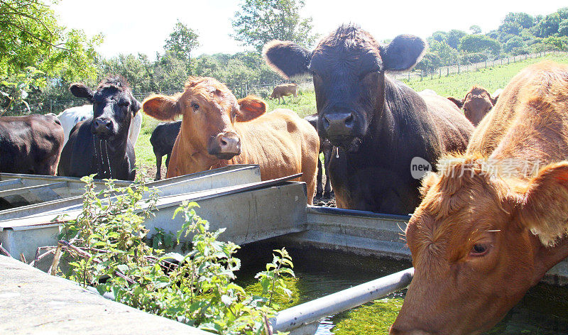 牛在水槽饮水