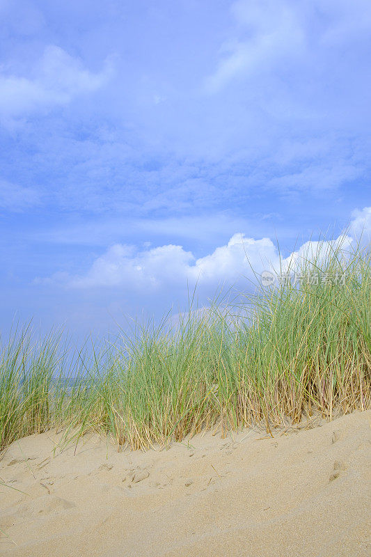 夏天在北海海滩的沙丘里