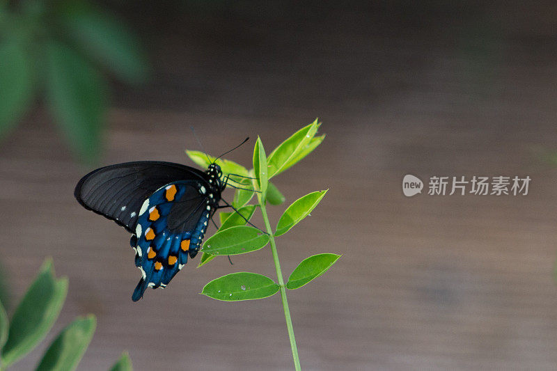 黑蝴蝶与橙蓝色和白色斑点