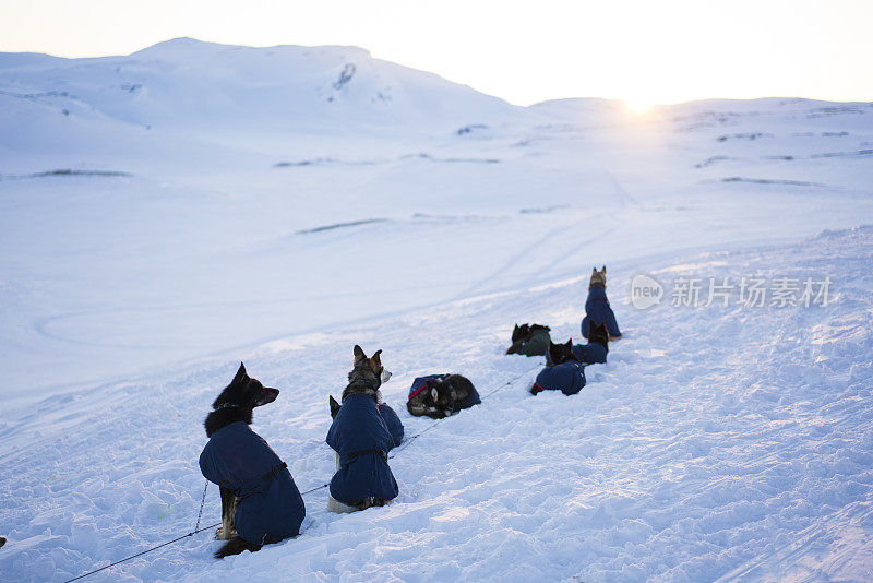 挪威哈当厄国家公园，狗狗们在雪地上休息，观看日落