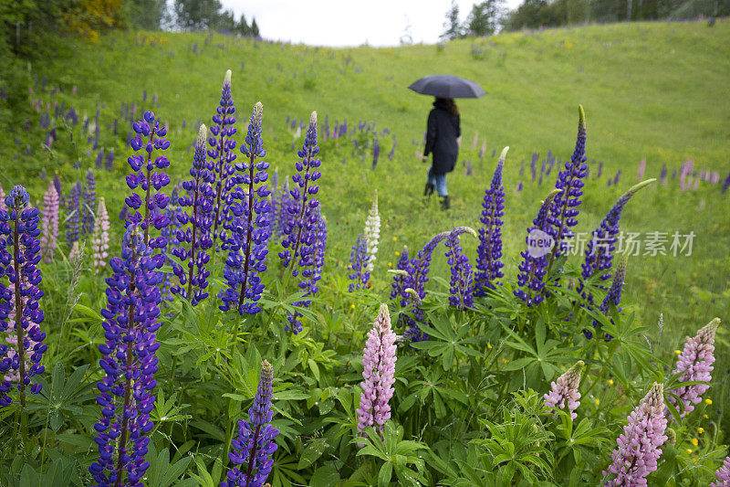 在加拿大不列颠哥伦比亚省的一个雨天，一名女子撑着雨伞穿过Lupines草地。