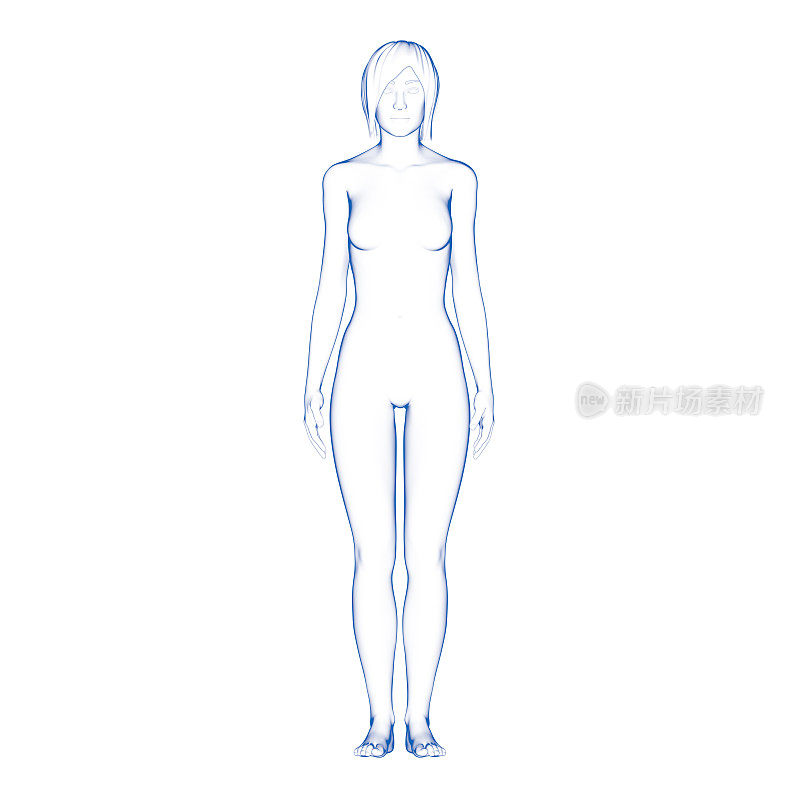 女性身体插图
