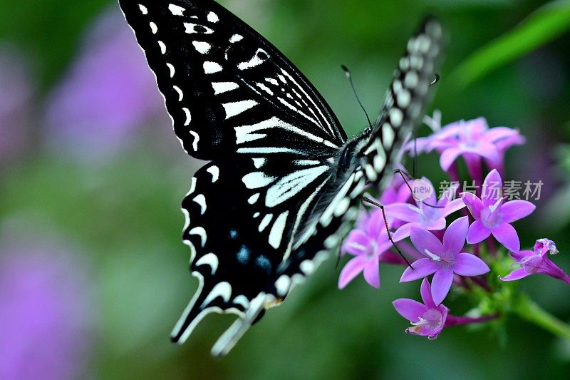 蝴蝶和五角花