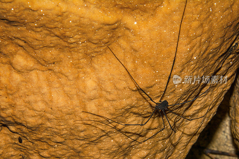 洞穴蜘蛛