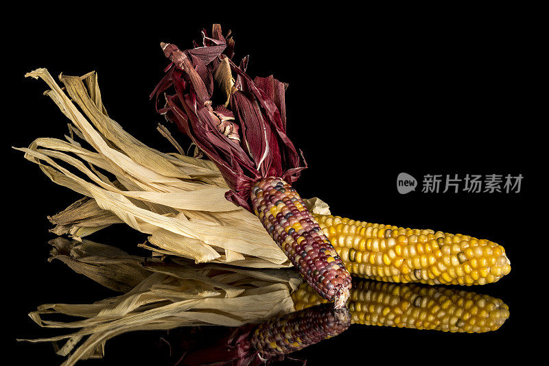 两个五颜六色的节日印第安玉米穗