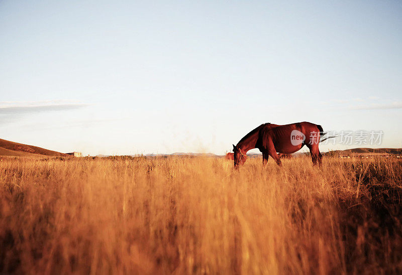 日落时吃草的马