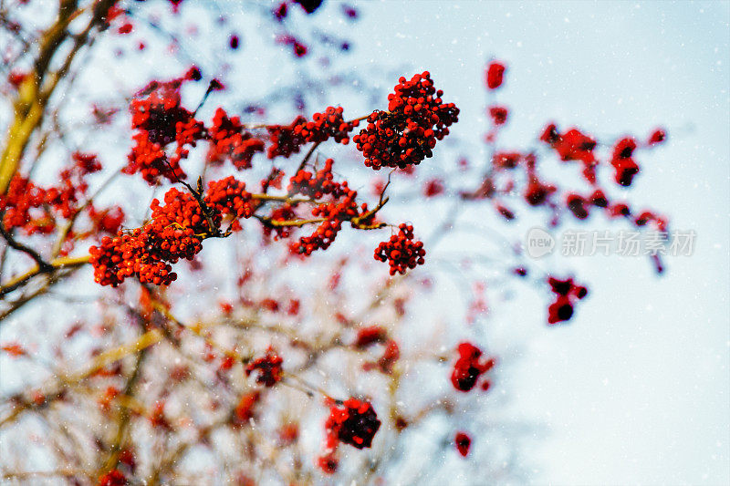 蓝色天空上的红白蜡树浆果