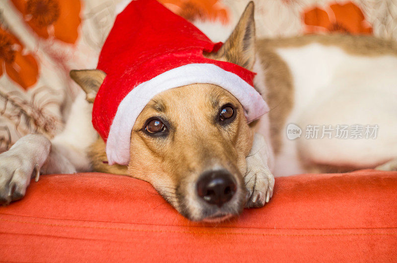 可爱的狗戴着圣诞帽