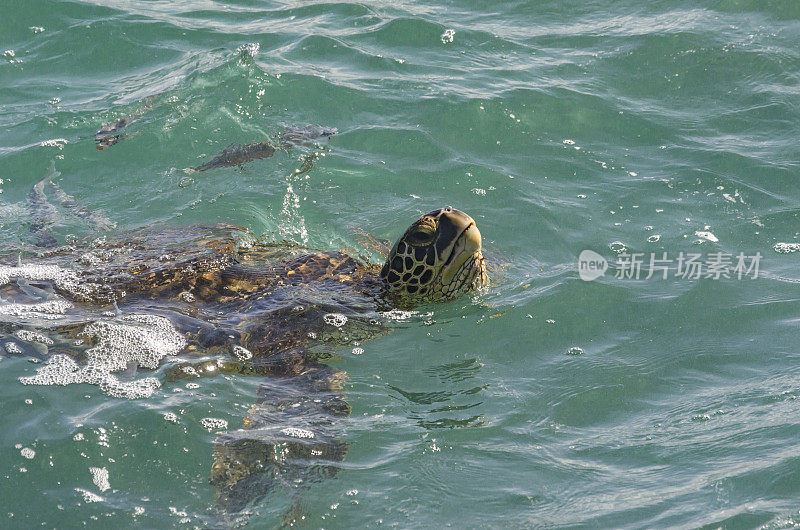 夏威夷考艾岛，一只绿海龟浮出水面呼吸空气