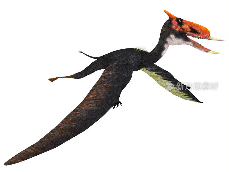 Dsungaripterus飞行的爬行动物